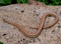 Dorsal.jpg