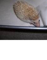 hedgie1.jpg