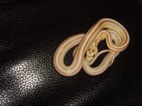 GhostStriped ph Bloodred.JPG