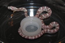 Hatchling 1.jpg