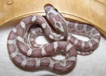 Hatchling 1b.jpg