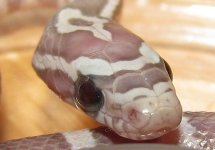 Hatchling 1e.jpg