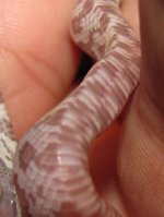 Hatchling 1f.jpg