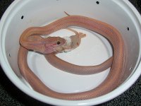 Razzle June 2010cr.jpg