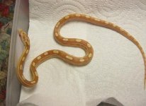 updatehatchlings 001.jpg