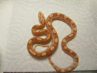 updatehatchlings 005.jpg
