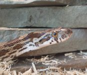 boudreaux closeup.JPG