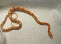 updatehatchlings 003.jpg