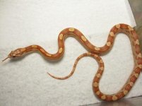 updatehatchlings 015.jpg