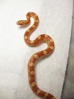 updatehatchlings 013.jpg