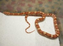 updatehatchlings 017.jpg
