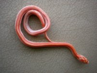 kinked tail male.jpg