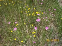 ecflowers 3.jpg