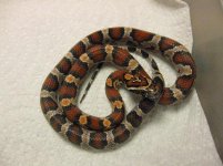 updatehatchlings 027.jpg