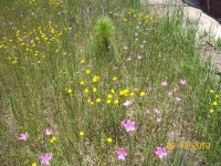 ecflowers 4.jpg