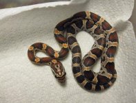 updatehatchlings 028.jpg