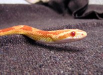 Draco's Profile 2.jpg