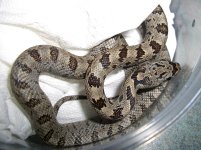 Nazla Arrives0001cr.jpg