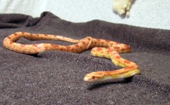 Draco's Profile.jpg