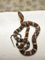 updatehatchlings 029.jpg