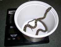 Nazla Arrives0003cr.jpg