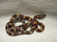 updatehatchlings 030.jpg