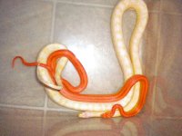 Blanca X Strypster.jpg Blanca X Strypster.jpg