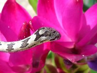 Nazla Arrives0009cr.jpg