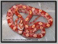 pjcr049-03 ultra mtA.jpg