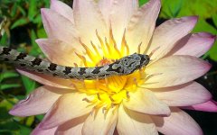 Nazla Arrives0008cr.jpg