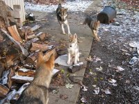 Mikko (top)_Tala (right)_Cana(center)_Inna (bottom.jpg