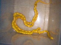 Goldie X Mellow Yellow.jpg Goldie X Mellow Yellow.jpg