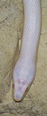 snakes 004.JPG