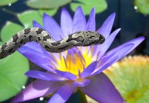 Nazla Arrives0006cr.jpg