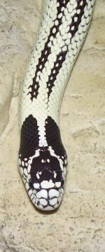 snakes 005.JPG