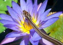 Zora Arrives 009cr.jpg