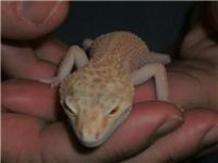 Gecko Raptor.jpg
