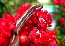 Zora Arrives 017cr.jpg