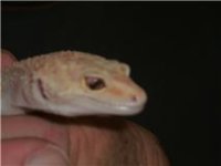 Raptor Gecko.jpg
