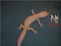 Raptor girl.jpg