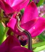 Zora Arrives 024cr.jpg