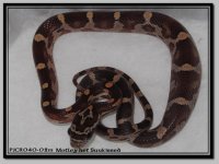 pjcr040-02m het sk ph anA.jpg
