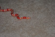 dsc_0467.jpg
