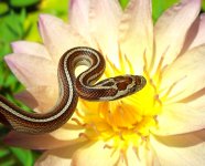 Zora Arrives 012cr.jpg