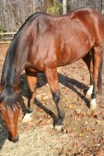 Horses Nov20 085.jpg