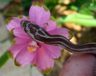 Zora Arrives 022cr.jpg