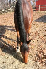 Horses Nov20 096.jpg