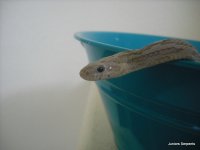DSCF4223.JPG