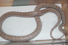 DSC_0130.JPG