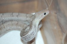 DSC_0131.JPG